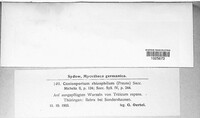 Apiospora sphaerosperma image